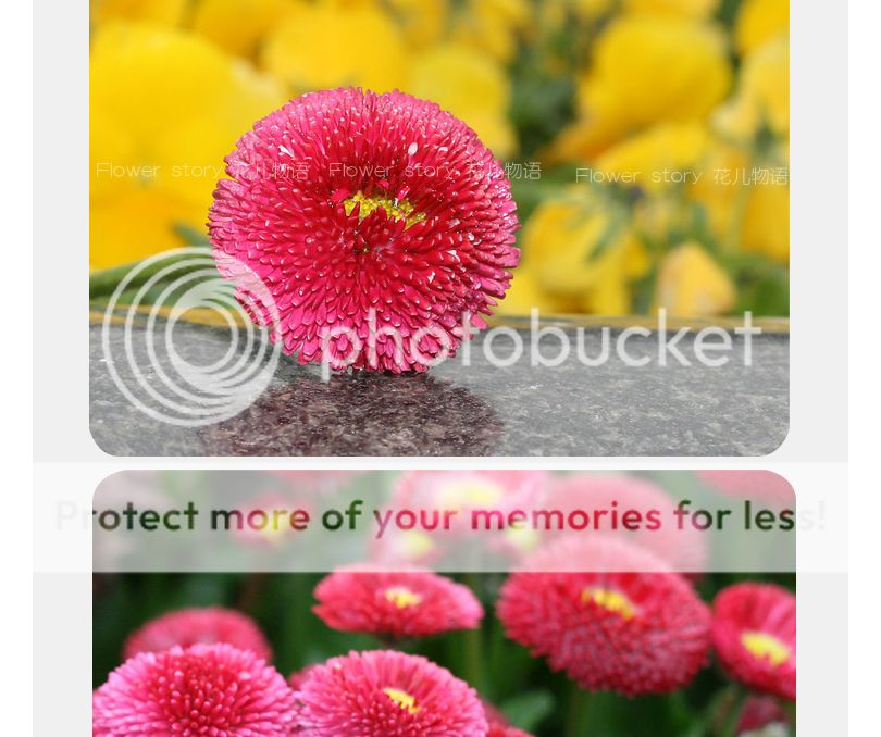 Daisy Seed 50 Lawn Daisy Seeds China Flower Red Beauty