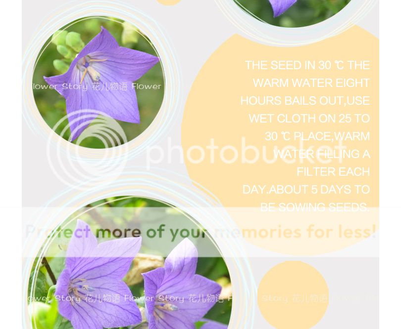 Pack 50+ Flowers Seed Platycodon Grandiflorus Seeds Purple Home
