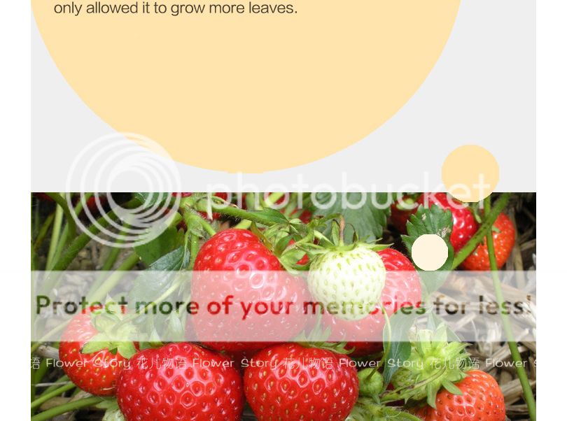 Details about 2 Kinds Strawberry Seeds Fruit Seeds Rare Pineberry