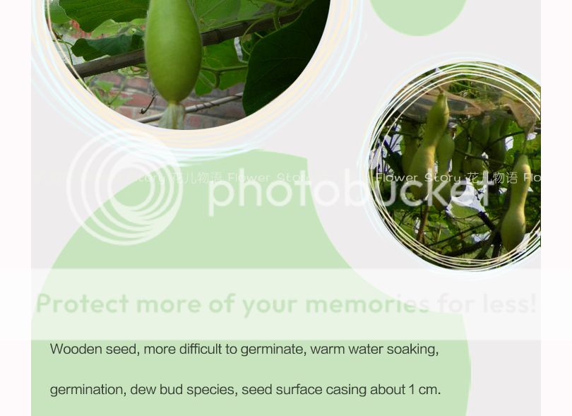 Kinds Delicious Nutritious canada target runner Vegetable HOT Natural Seeds Gourd Seeds table 12 Kinds Delicious Nutritious canada target runner Vegetable HOT Natural Seeds Gourd Seeds table 12