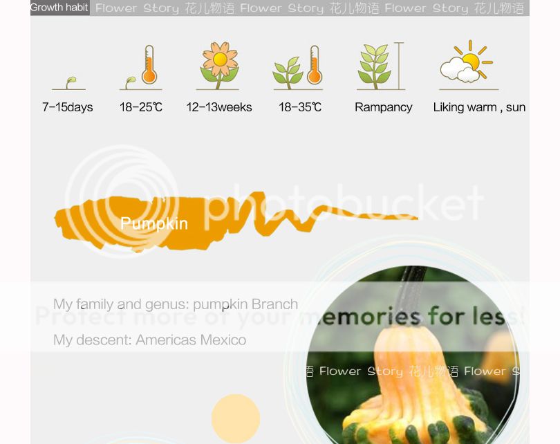Pack 8+ Vegetable Seeds Shark Fin Shape Melon Pumpkin HOT Home