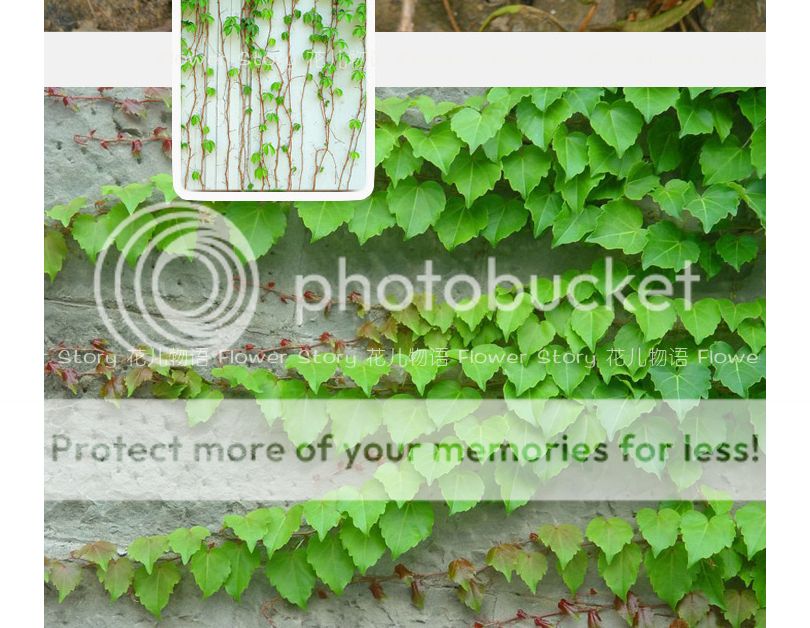 1 Pack 40+ Ivy Creeper Seeds Green Parthenocissus Tricuspidata Climbing