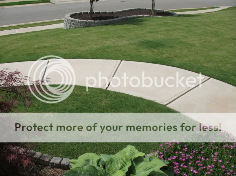 Topdressing of Bermuda Lawn With River Sand Lawn Care Forum