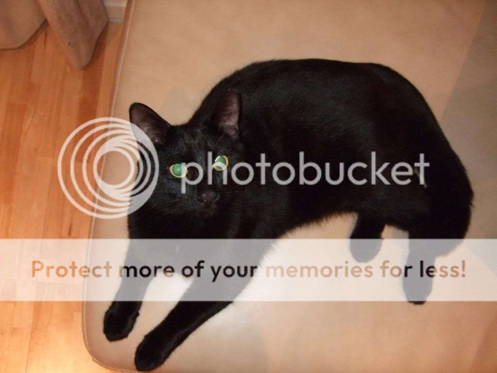 DSCF1088.jpg?t=1291846883