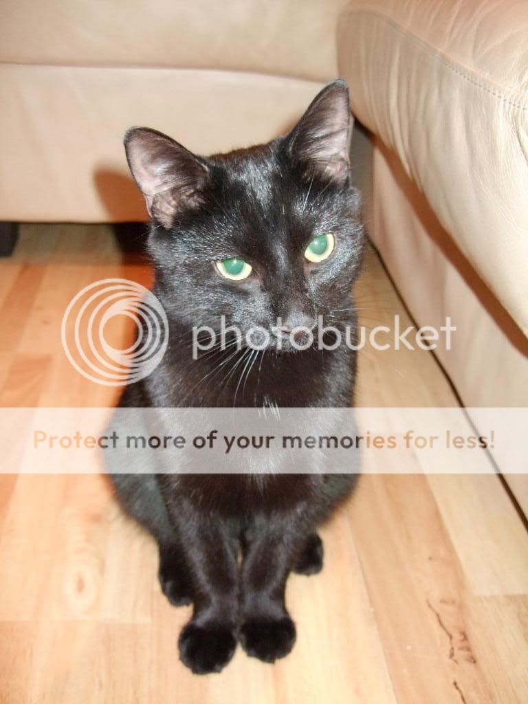 DSCF1099.jpg?t=1291847104