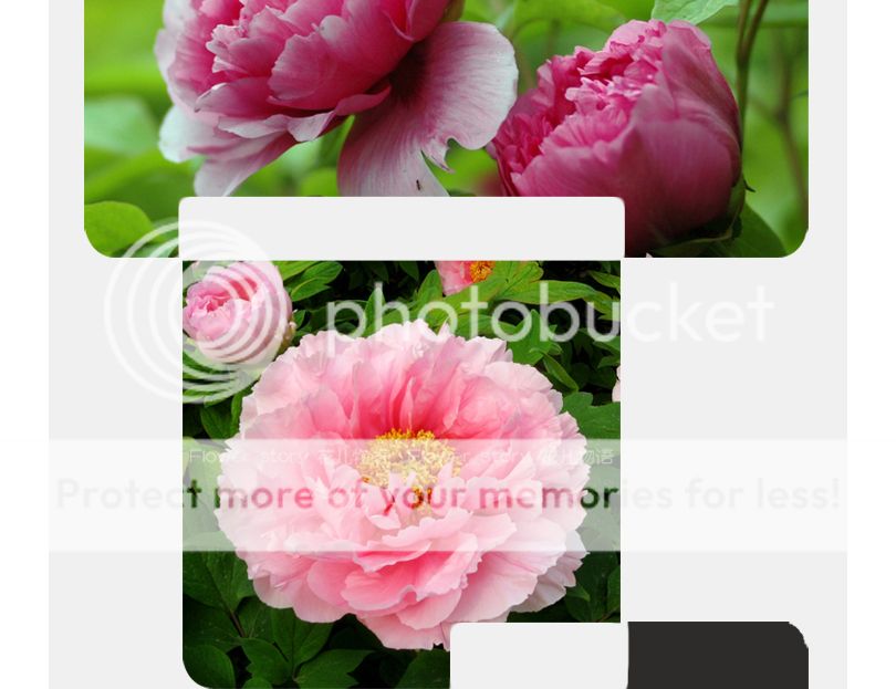 20 peony seed light black popular oriental charming flower seeds